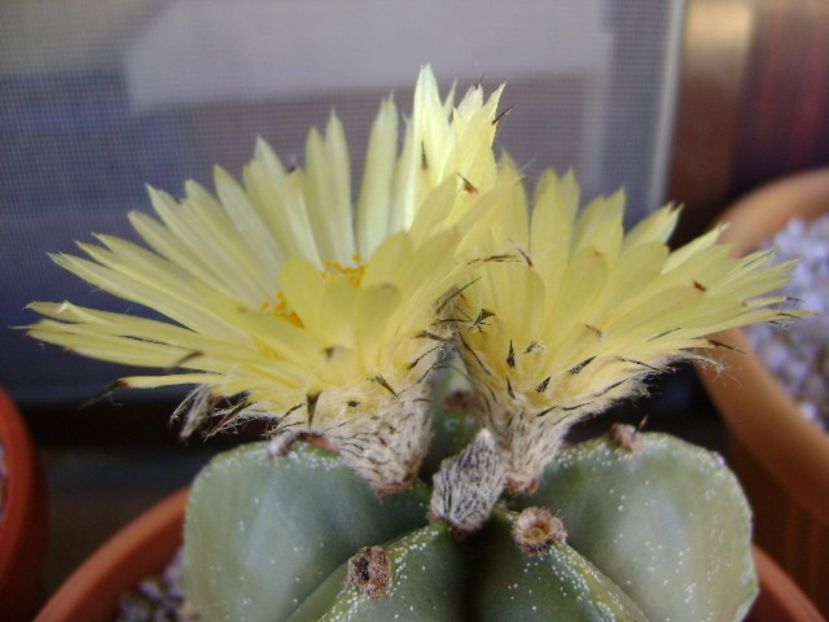 Astrophytum myriostigma - Cactusi 2018 continuare