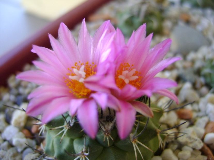 Turbinicarpus viereckii - Cactusi 2018 continuare