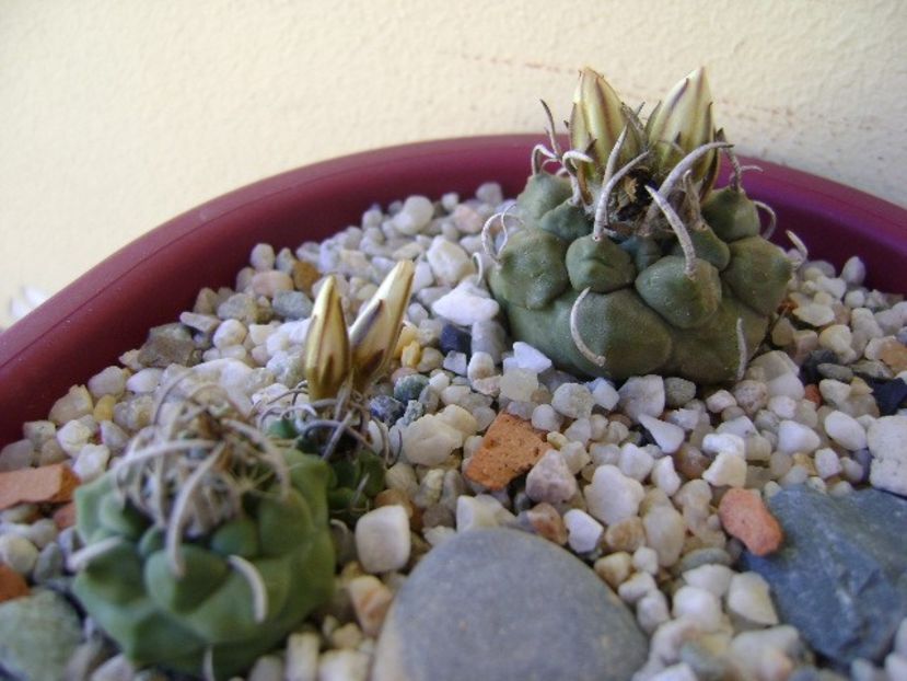 Grup de 7 Turbinicarpus - Cactusi 2018 continuare