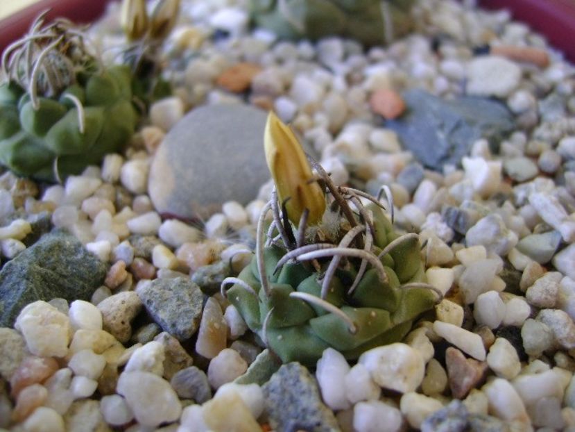 Grup de 7 Turbinicarpus - Cactusi 2018 continuare