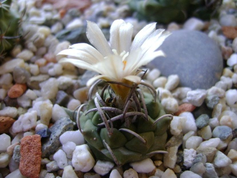 Turbinicarpus pachystele - Cactusi 2018 continuare