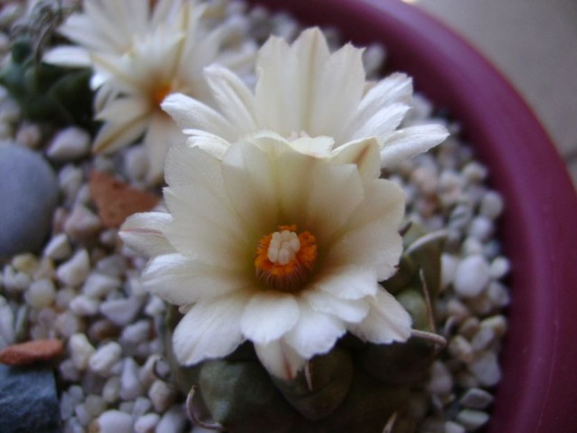 Turbinicarpus macrochele v. screvispinum - Cactusi 2018 continuare