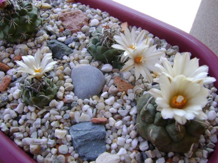 Grup de 7 Turbinicarpus - Cactusi 2018 continuare