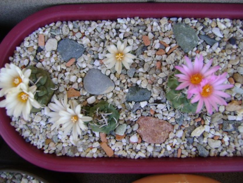 Grup de 7 Turbinicarpus - Cactusi 2018 continuare