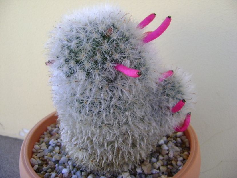 Mammillaria bocasana cv. multilanata - Cactusi 2018 continuare