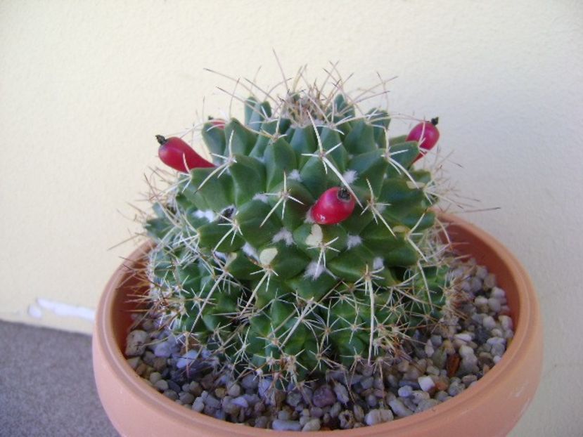 Mammillaria compressa - Cactusi 2018 continuare