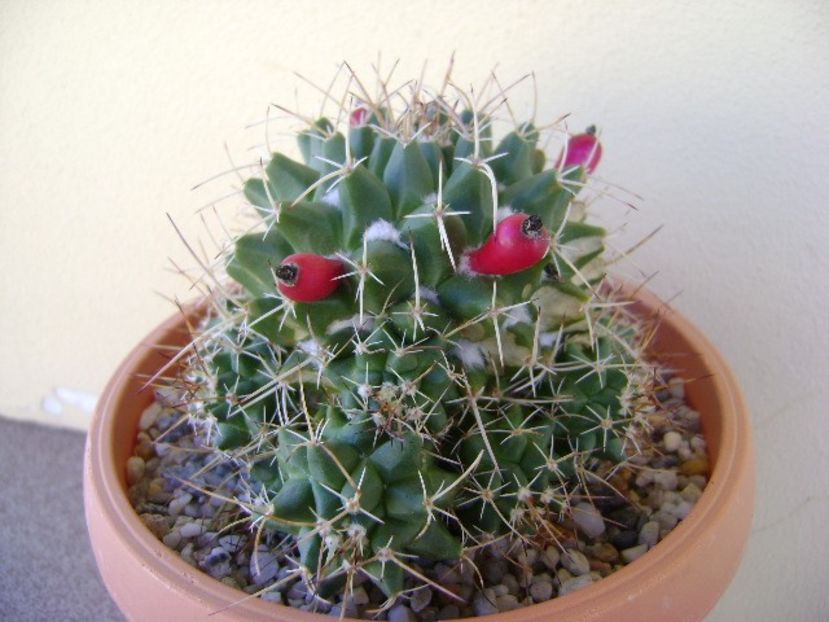 Mammillaria compressa - Cactusi 2018 continuare
