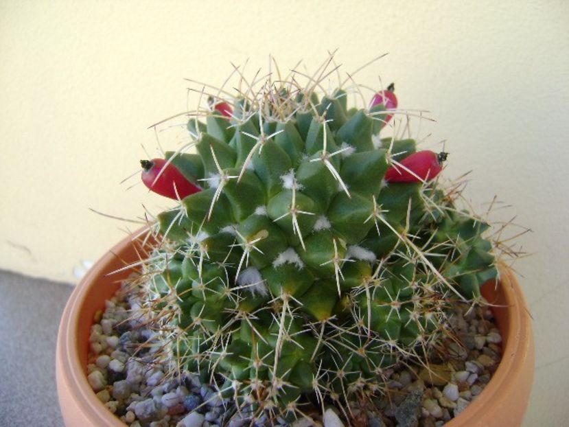 Mammillaria compressa - Cactusi 2018 continuare