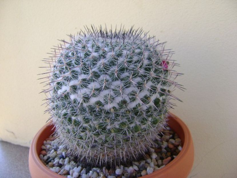 Mammillaria formosa ssp. chionocephala - Cactusi 2018 continuare
