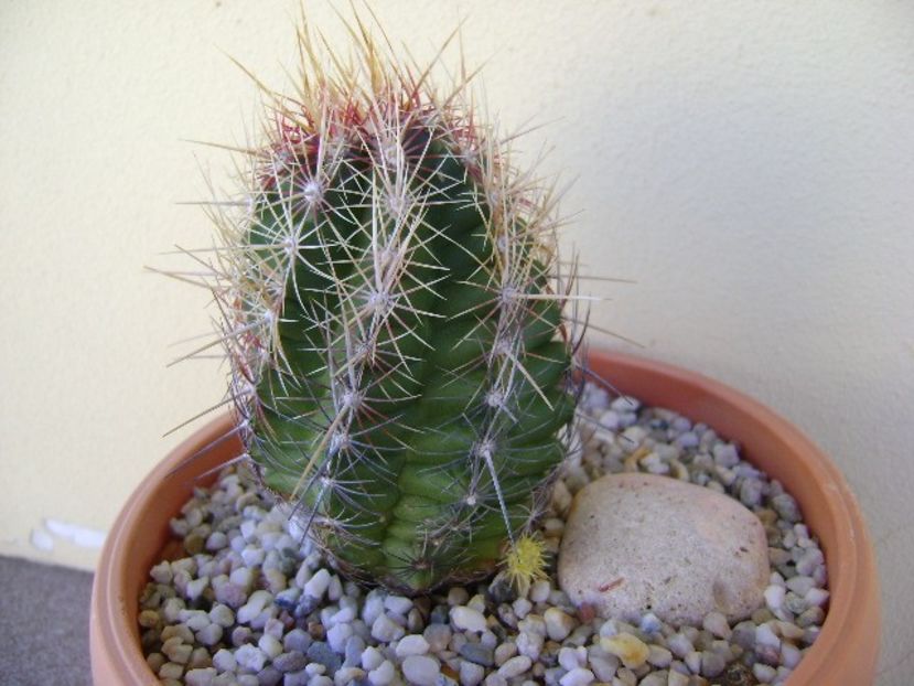 Thelocactus bicolor ssp. pottsii, lastar - Cactusi 2018 continuare
