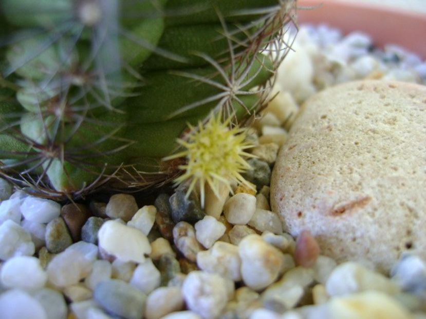 Thelocactus bicolor ssp. pottsii, lastar - Cactusi 2018 continuare