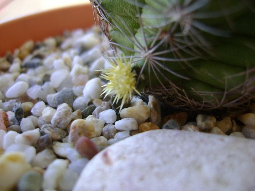 Thelocactus bicolor ssp. pottsii, lastar - Cactusi 2018 continuare