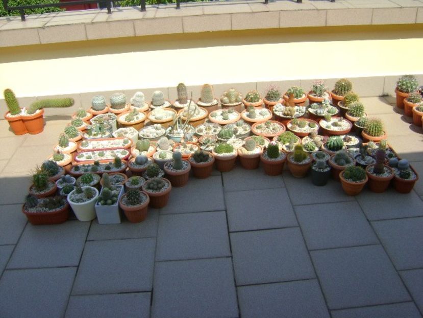 Vara la soare pe terasa - Cactusi 2018 continuare