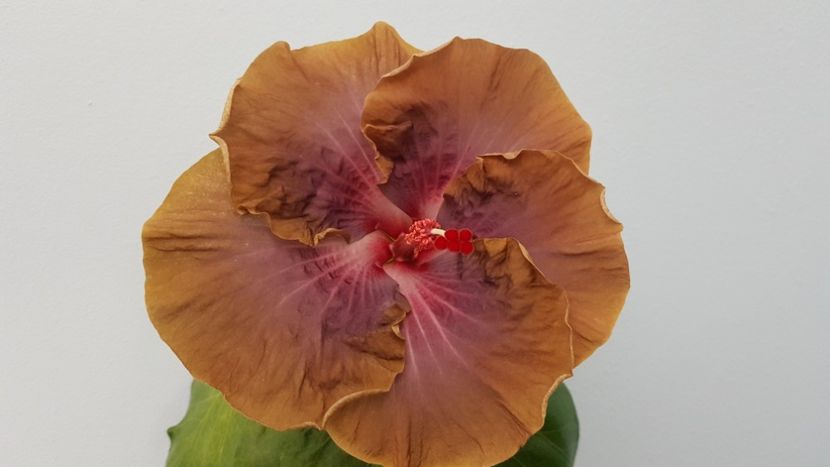  - Hibiscus RK Endless Joy