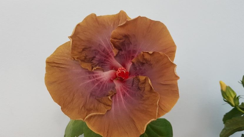  - Hibiscus RK Endless Joy