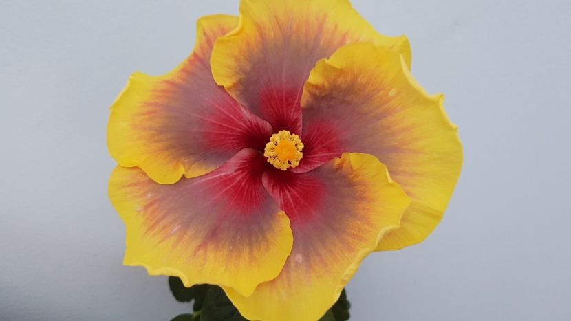  - Hibiscus Russian Firebird