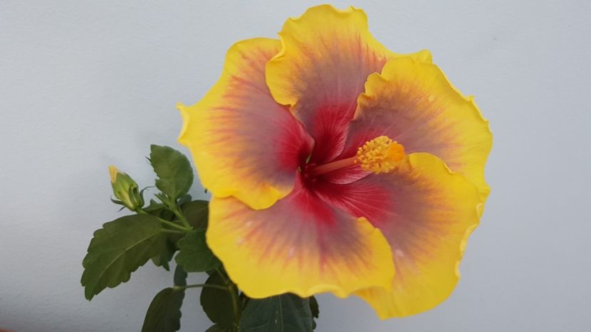  - Hibiscus Russian Firebird