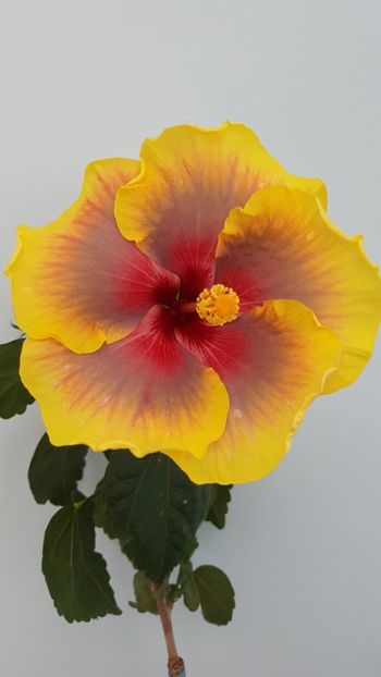  - Hibiscus Russian Firebird