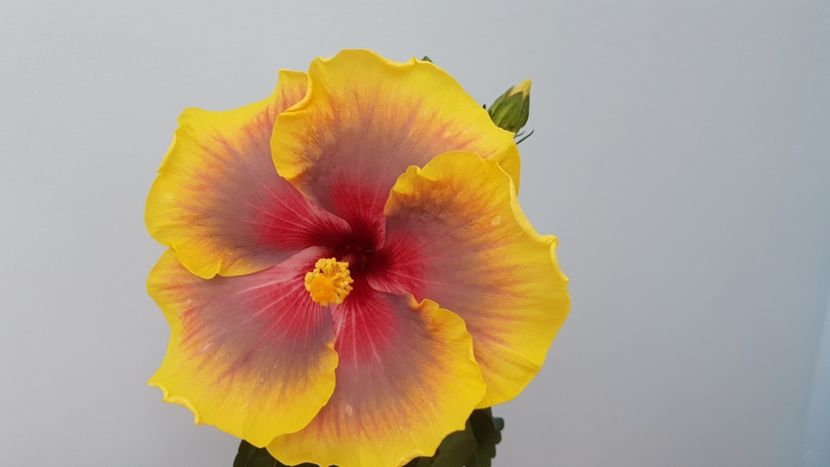  - Hibiscus Russian Firebird