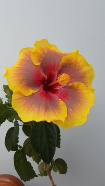  - Hibiscus Russian Firebird