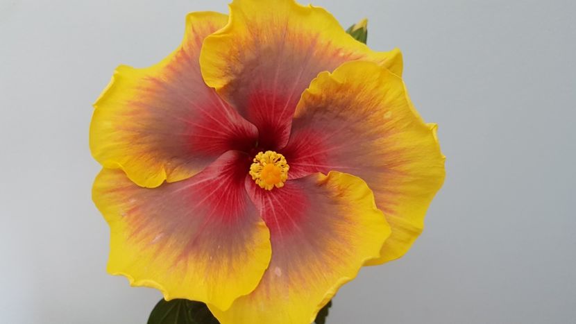  - Hibiscus Russian Firebird