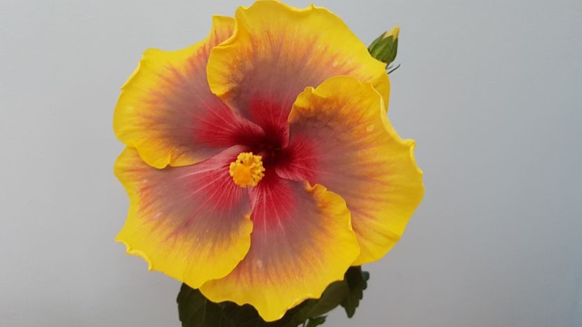  - Hibiscus Russian Firebird