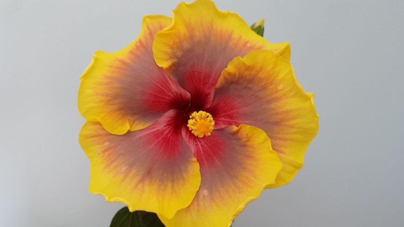  - Hibiscus Russian Firebird