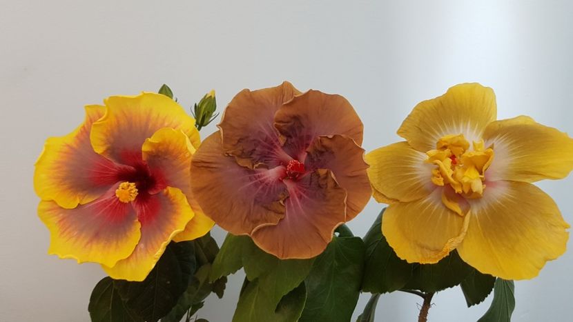  - HIBISCUS 2018