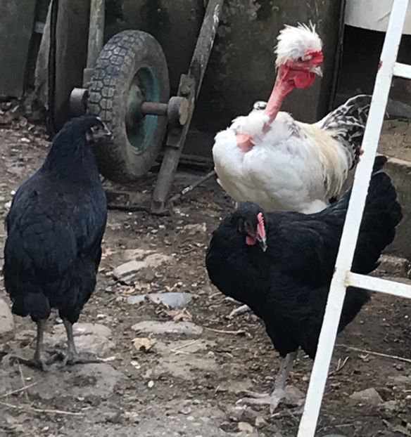 CA8C7DE8-9A1E-4BAB-B512-409364285BAF - Puisori 2018