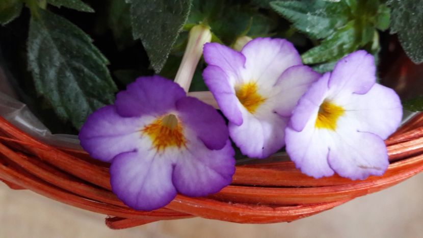 Daisy Boo - 09 Achimenes 2018