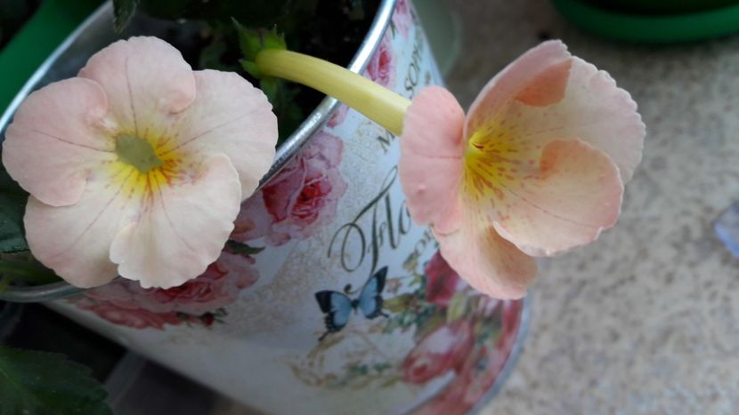 Icy Melon - 09 Achimenes 2018