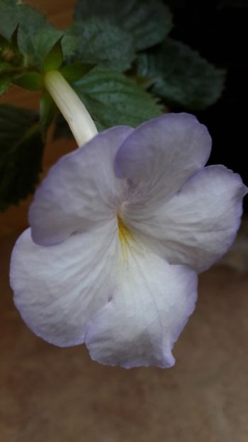 Morning Drizzle - 09 Achimenes 2018