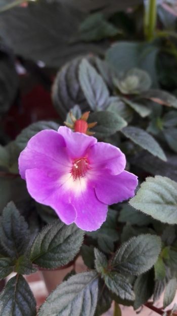 Petite Nicolle - 09 Achimenes 2018