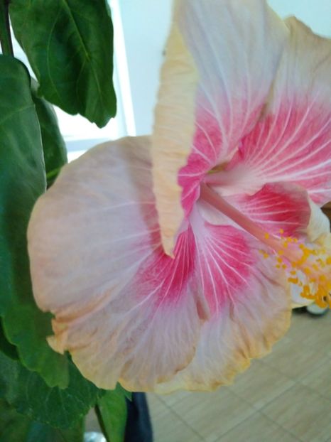 DP's Picasso x Trademark  Day 2 - HIBISCUS TROPICAL