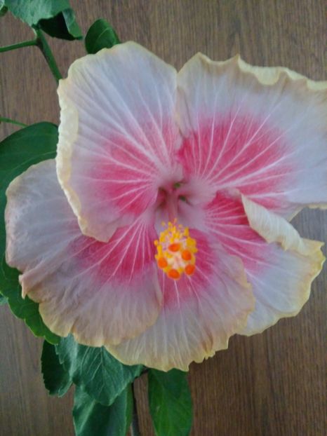  - HIBISCUS TROPICAL