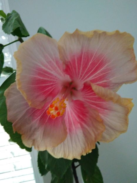  - HIBISCUS TROPICAL