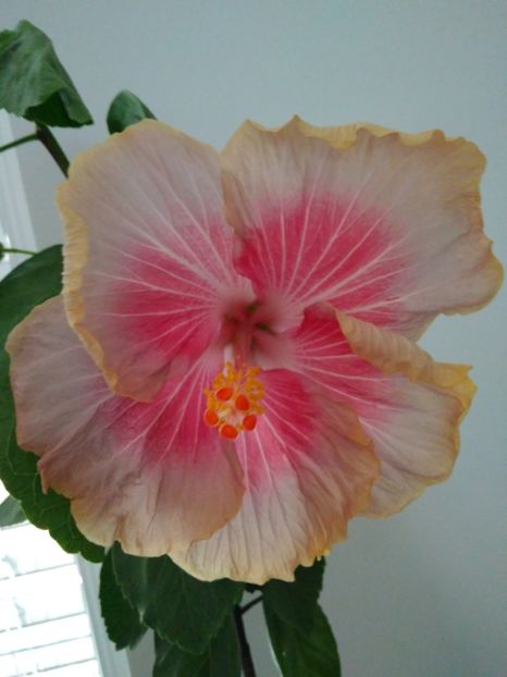  - HIBISCUS TROPICAL