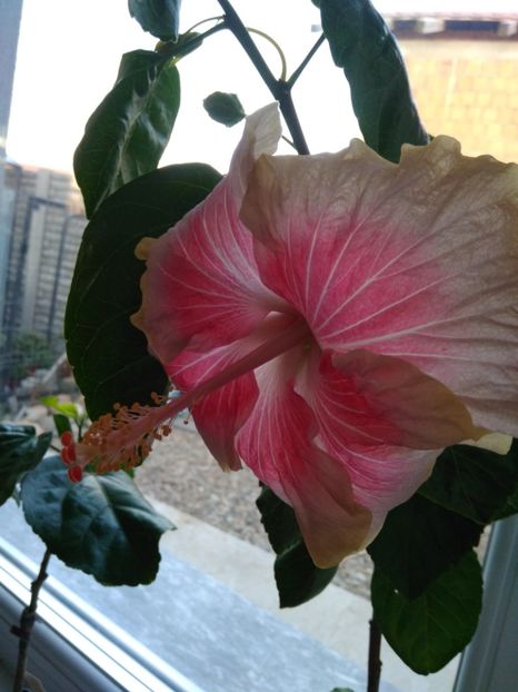  - HIBISCUS TROPICAL