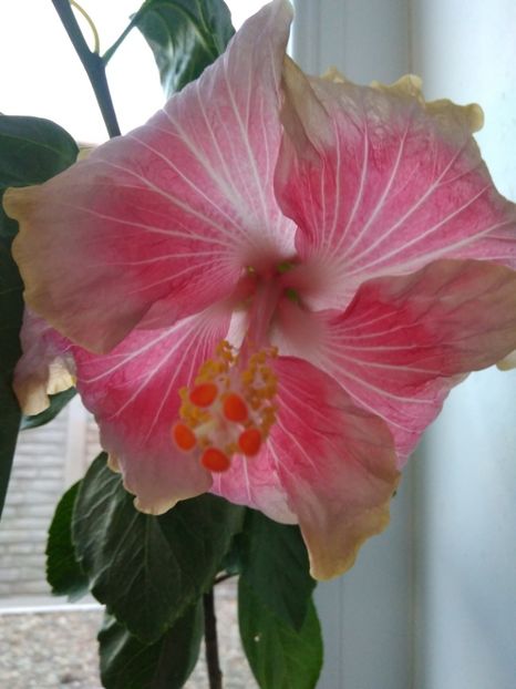  - HIBISCUS TROPICAL