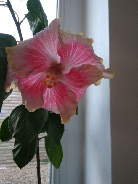  - HIBISCUS TROPICAL