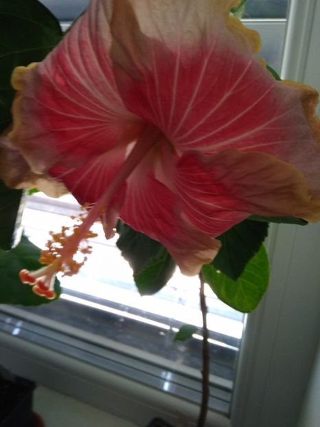  - HIBISCUS TROPICAL