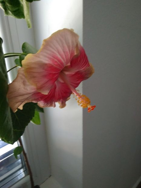  - HIBISCUS TROPICAL