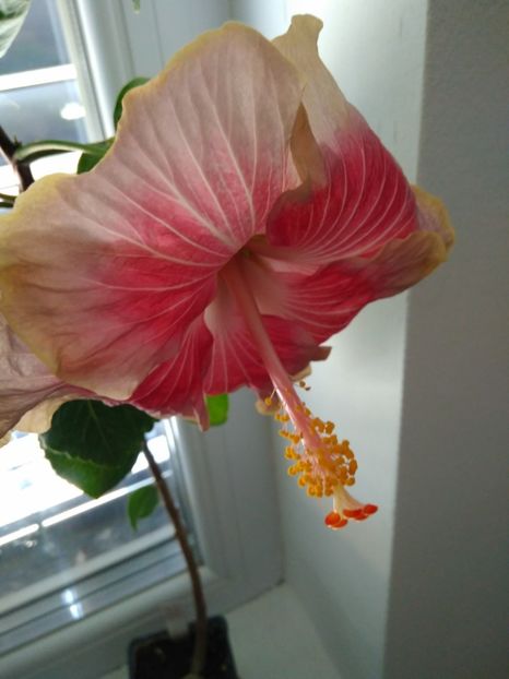  - HIBISCUS TROPICAL