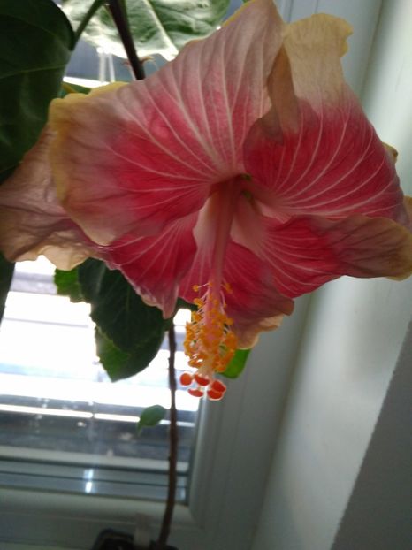 - HIBISCUS TROPICAL