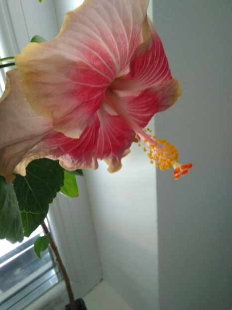  - HIBISCUS TROPICAL