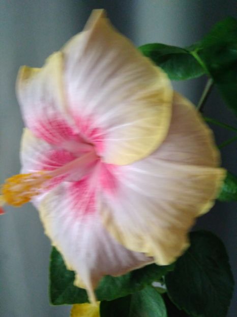 DP's Picasso x Trademark  08.21.2018 - HIBISCUS TROPICAL