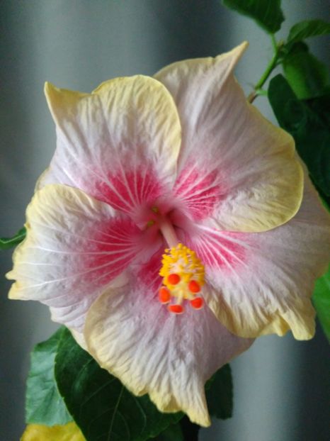  - HIBISCUS TROPICAL