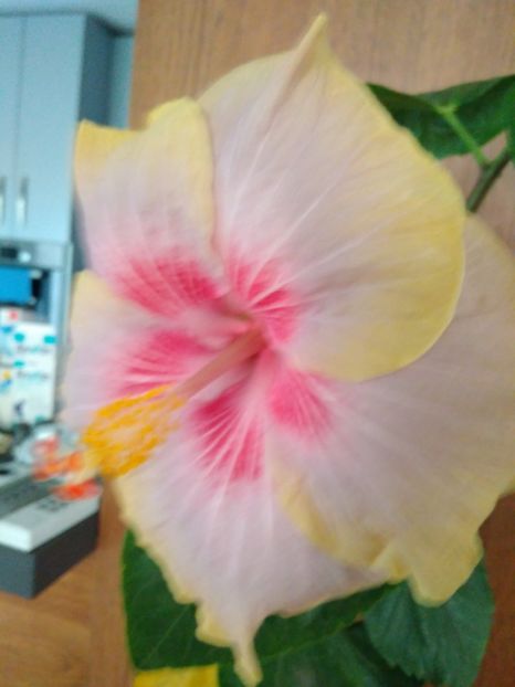 - HIBISCUS TROPICAL