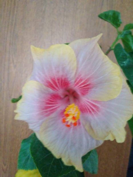  - HIBISCUS TROPICAL