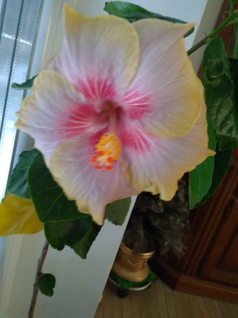  - HIBISCUS TROPICAL